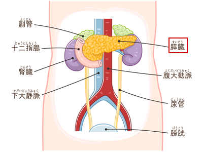 膵臓の位置